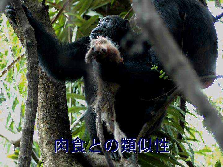肉食 チンパンジー 野生チンパンジーがヒョウの獲物を食べることを初めて観察 －人類の祖先は肉食獣から獲物を奪っていたか－