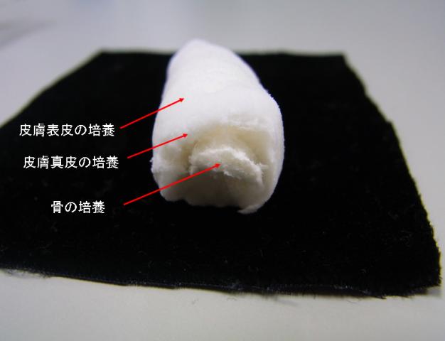 表皮、真皮、骨の培養