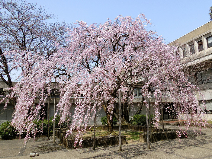 扇が丘キャンパス3号館しだれ桜（撮影：電気電子工学科 小山正人教授)
