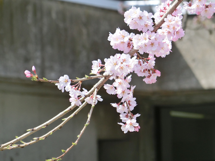 扇が丘キャンパス3号館しだれ桜（撮影：電気電子工学科 小山正人教授)