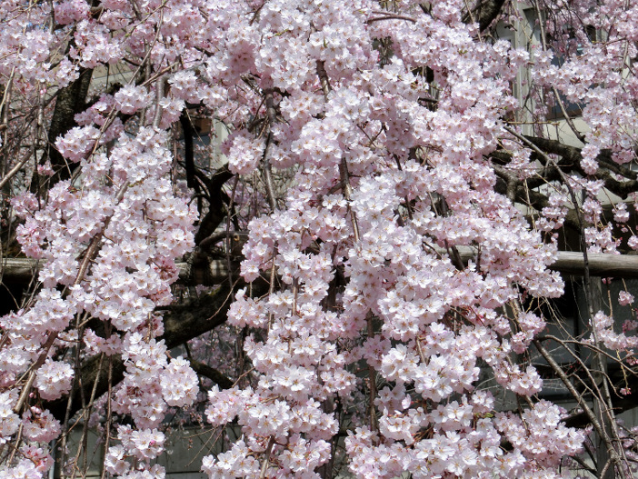扇が丘キャンパス3号館しだれ桜（撮影：電気電子工学科 小山正人教授)