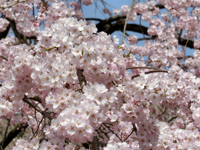 扇が丘キャンパス3号館しだれ桜（撮影：電気電子工学科 小山正人教授)