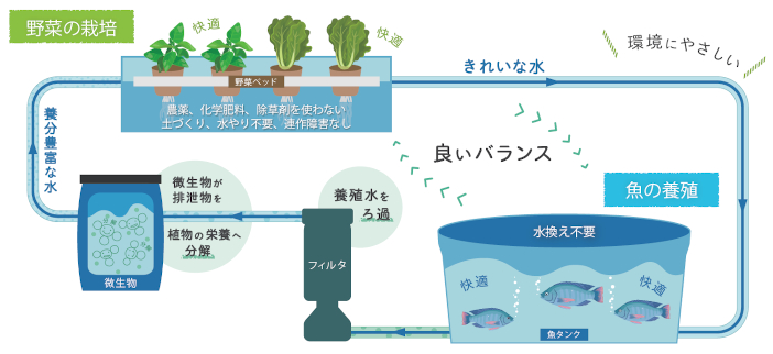 アクアポニックスの基本的なシステム構成と循環サイクル