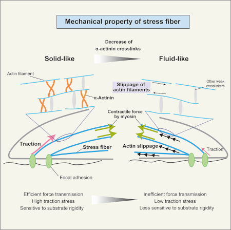 Graphical abstract