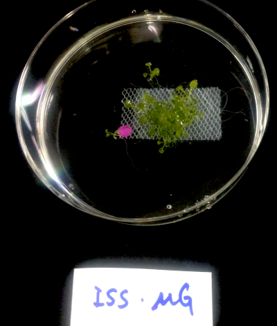 図、国際宇宙ステーション（ISS）の無重力（マイクロ重力環境）で発芽生育した植物（シロイヌナズナ、約10個体）。植物は白いメッシュ（長方形）にしがみ付くようにして生育していた。 JAXA筑波において撮影。 メッシュの長辺は約30ｍｍである。