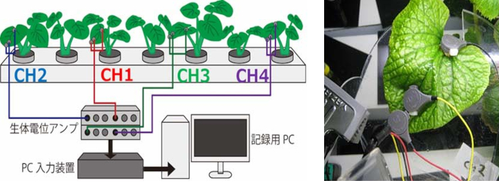 ワサビ葉に電極を貼付け微弱な電圧(葉面電位)を測定中の様子。<br>この電圧変動から「ワサビの声」を聞き入れ栽培環境制御に生かす試みをする