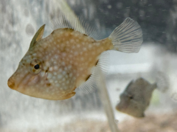 アミメハギ。<br>魚の高性能な遊泳能力は、生物学や生態学、機械工学など様々な分野の研究者を魅了する