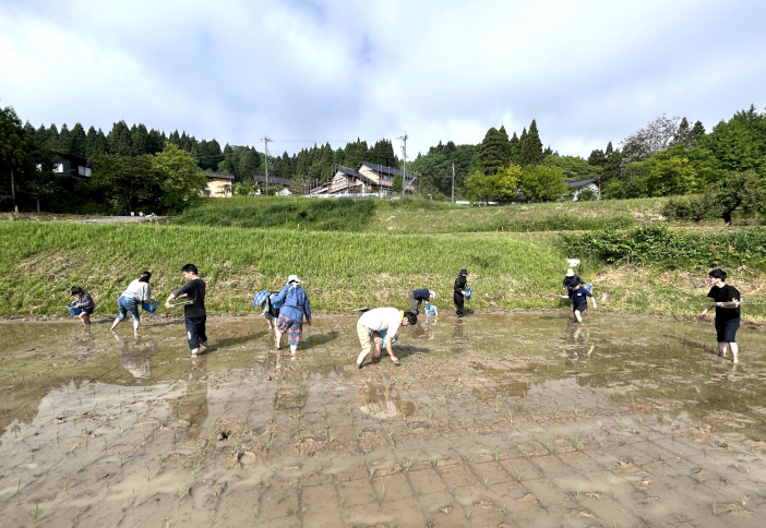 コシヒカリの派生種”イセヒカリ”を田植えする学生と関係者