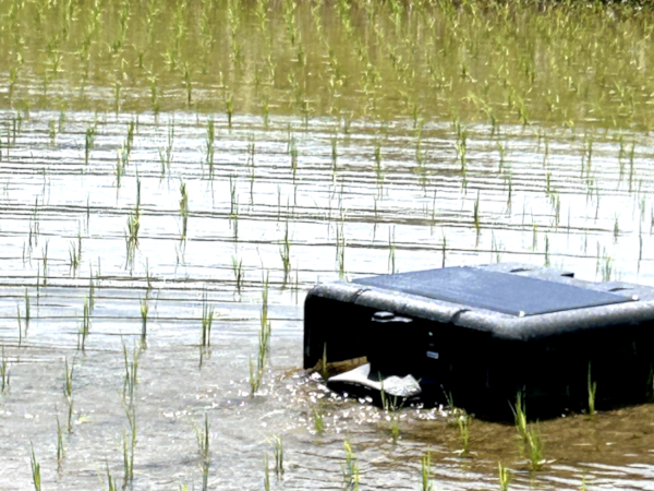 雑草の抑草効果が期待されるアイガモロボを導入しその機能検証を行う