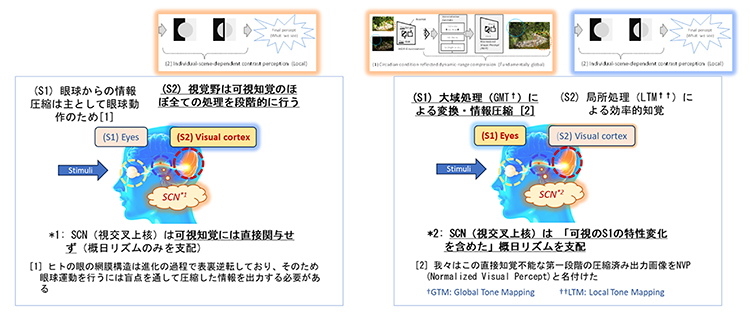 網膜の役割に関する考え方の比較 左が従来の一般的な考え方で、網膜は単純な光センサーと考えられてきました。右側は本研究における仮説で、網膜は大域処理を利用して適応的に処理内容を変化させるアクティブセンサーとしての役割を果たします。このとき、局所処理は人間の脳の視覚野に任せることが出来ると仮定しています。