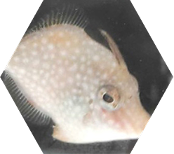 Start UP(魚ロボット)